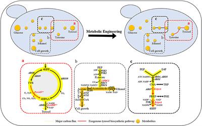 Rational Engineering of Chorismate-Related Pathways in Saccharomyces cerevisiae for Improving Tyrosol Production